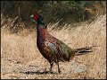 _0SB4274 ring-necked pheasant